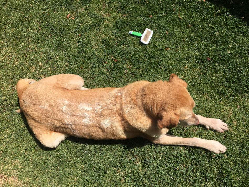 Shampoo Canini
