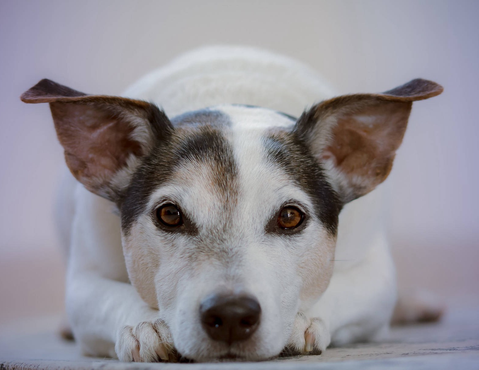 Pomada Perruna